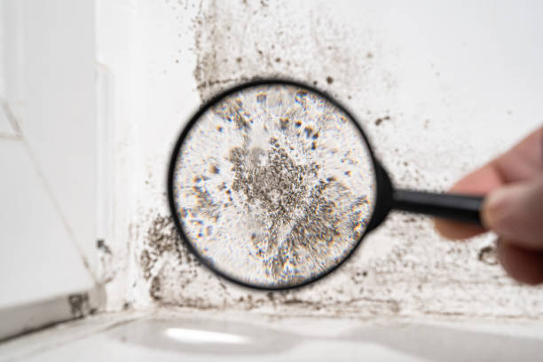 Best Forensic Mold Investigation  in Dike, IA